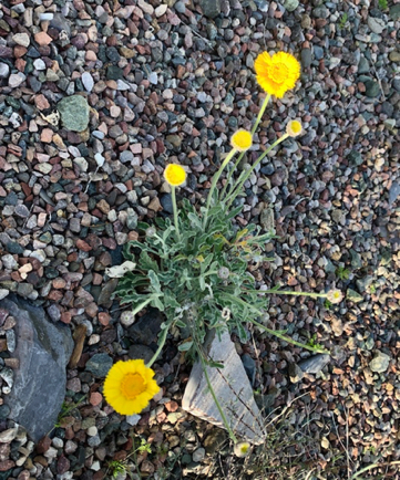 Mar 11 - First of the Yellow flowers to bloom along our daily path.
Spring has arrived.